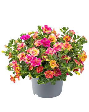 Kerrattu miljoonakello Double Pink Yellow 3 kpl