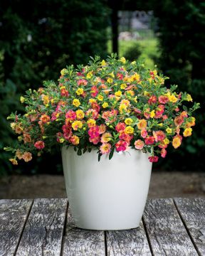 Kerrattu miljoonakello Double Pink Yellow 3 kpl