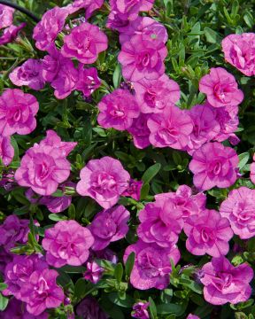 Kerrattu miljoonakello Double Pinkmania 3 kpl