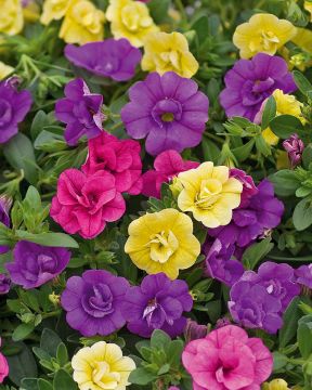 Kerrattu miljoonakello mix 3 kpl