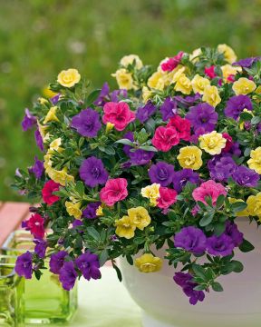 Kerrattu miljoonakello mix 3 kpl