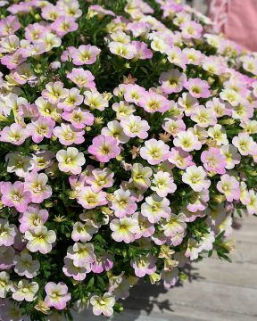 Miljoonakello Fancy Francy 3 kpl