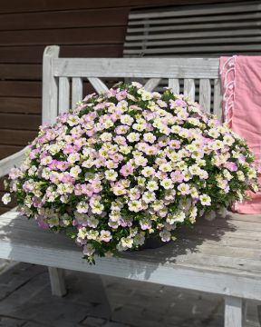 Miljoonakello Fancy Francy 3 kpl