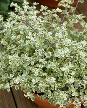 Hopeakäpälä Variegatum 3 kpl