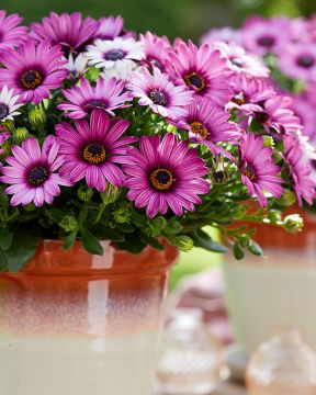 Tähtisilmä Senjorita Linda 3 kpl