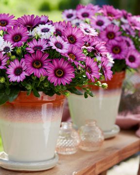 Tähtisilmä Senjorita Linda 3 kpl