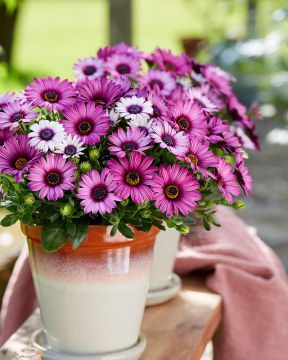 Tähtisilmä Senjorita Linda 3 kpl