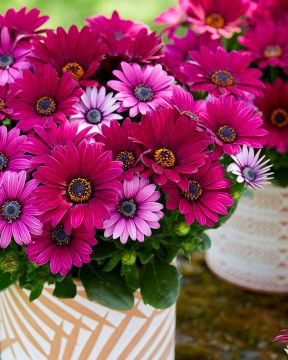 Tähtisilmä Senjorita Tanja 3 kpl