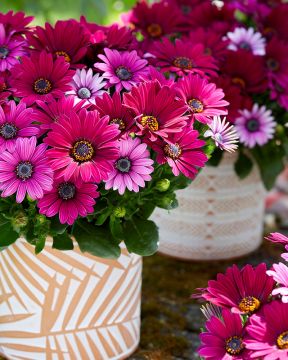 Tähtisilmä Senjorita Tanja 3 kpl