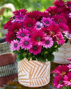 Tähtisilmä Senjorita Tanja 3 kpl