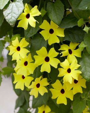 Mustasilmäsusanna Lemon Star