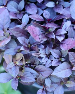 Papukaijalehti Madiba 3 kpl