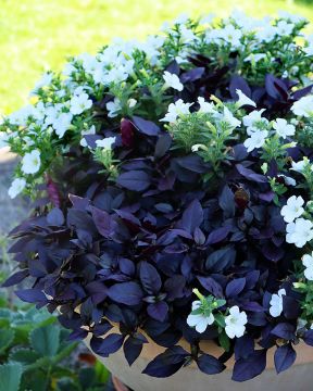 Papukaijalehti Madiba 3 kpl