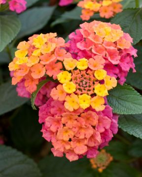 Kesäkukkalajitelma 3 kpl