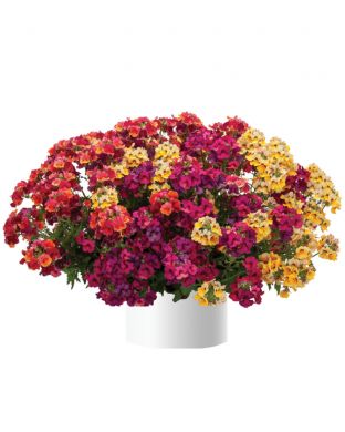 Nemesia Tropical Sunset