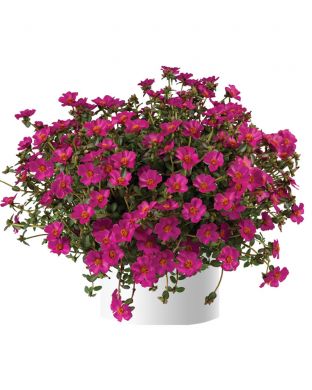 Portulakka Mega Pazzaz Purple