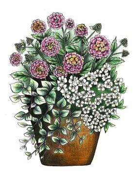 Kesäkukkalajitelma 3 kpl