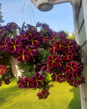 Miljoonakello Lia Amethyst Bling