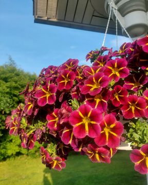 Miljoonakello Lia Amethyst Bling