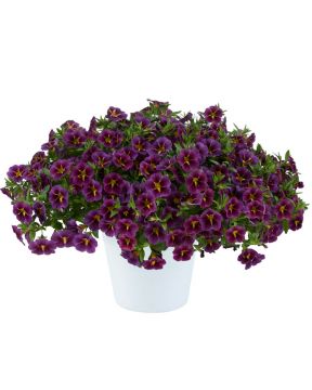 Miljoonakello Lia Amethyst Bling