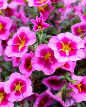 Miljoonakello TikTok Rose