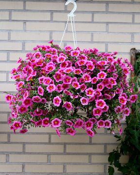 Miljoonakello TikTok Rose