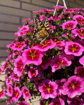 Miljoonakello TikTok Rose