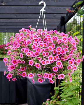 Miljoonakello TikTok Rose