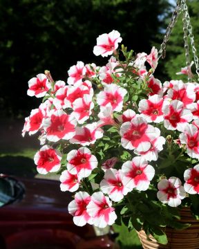 Petunia Cherry Vanilla