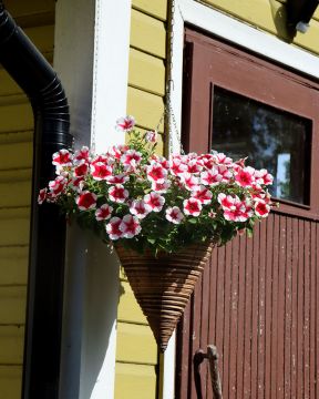 Petunia Cherry Vanilla