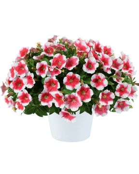Petunia Cherry Vanilla