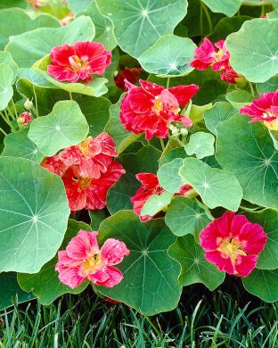 Pensasköynnöskrassi Jewel Cherry Rose 3 kpl