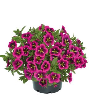 Miljoonakello Good Night Kiss 3 kpl