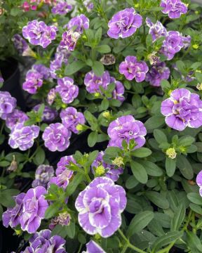 Kerrattu miljoonakello Loopy Lavender 3 kpl