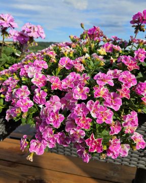 Kerrattu miljoonakello Loopy Pink 3 kpl