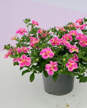 Kerrattu miljoonakello Loopy Pink 3 kpl