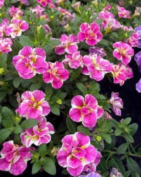 Kerrattu miljoonakello Loopy Pink 3 kpl