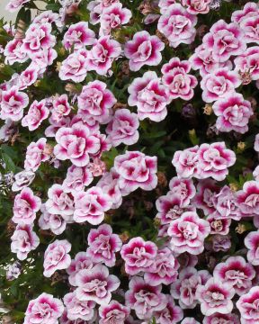 Kerrattu miljoonakello Double PinkTastic 3 kpl