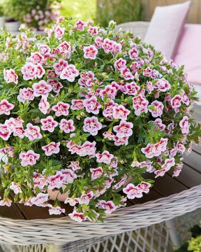 Kerrattu miljoonakello Double PinkTastic 3 kpl