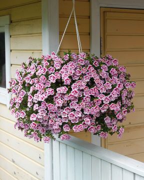 Kerrattu miljoonakello Double PinkTastic 3 kpl