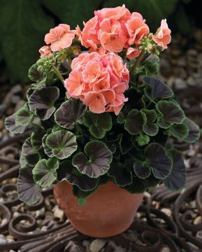 Pelargoni BullsEye™ Salmon