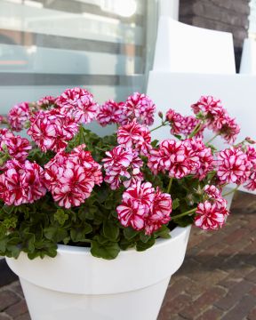 Riippapelargoni Nixe 3 kpl