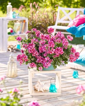 Riippapelargoni Nixe 3 kpl