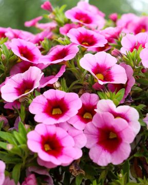 Miljoonakello Tiki Pink