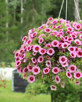 Miljoonakello Tiki Pink