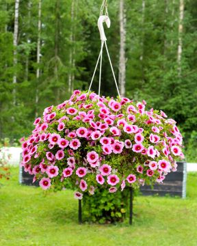 Miljoonakello Tiki Pink