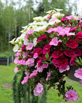 Kerrattu miljoonakello MyGirly