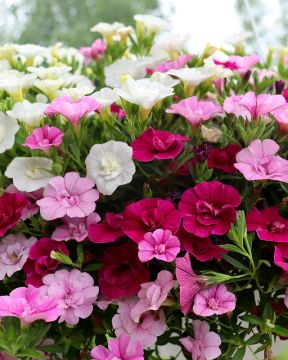 Kerrattu miljoonakello MyGirly