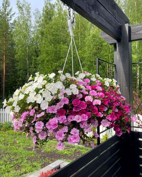 Kerrattu miljoonakello MyGirly