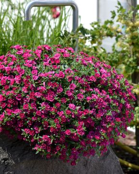 Kerrattu miljoonakello Double Purple